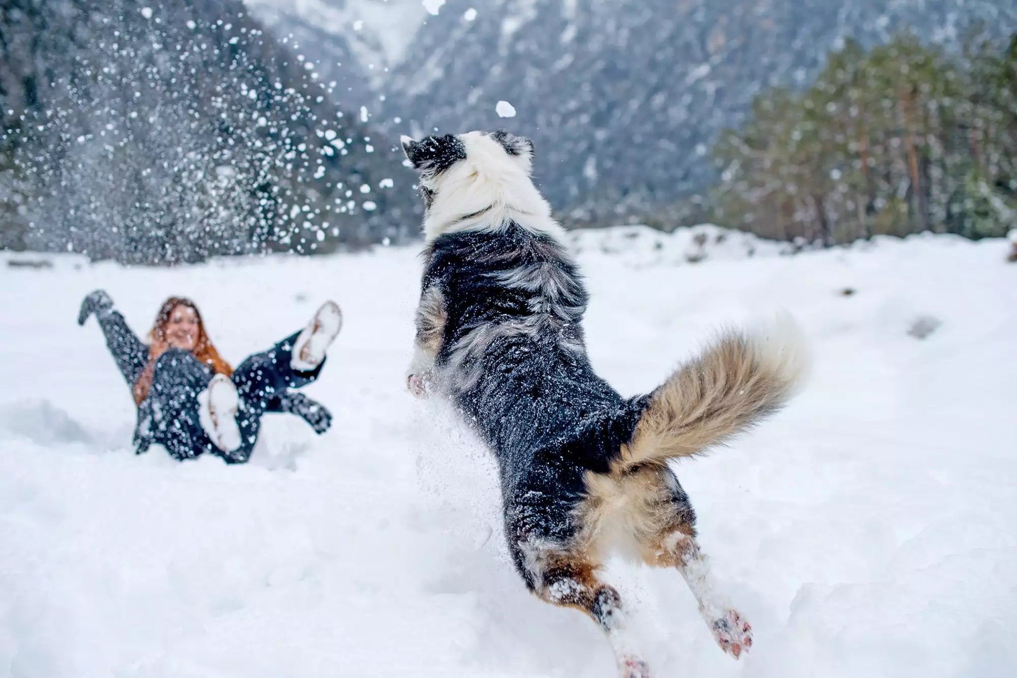 Picture of How To Keep Your Dogs Warm In This Extreme Cold Winter – Barkermeow