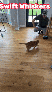 Swift Whisker : 自動猫ルアー追跡おもちゃ