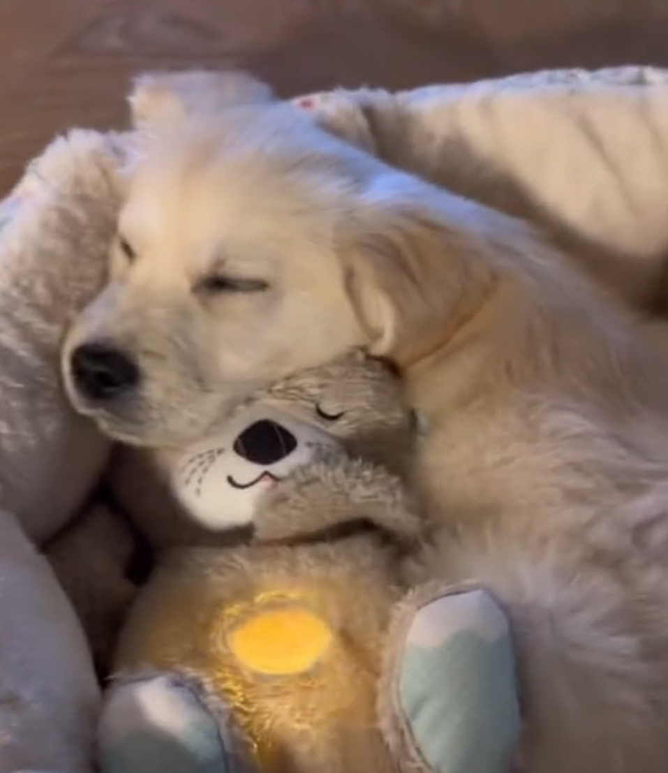 ハートビートエイド 子犬用おもちゃ ぬいぐるみ カワウソ