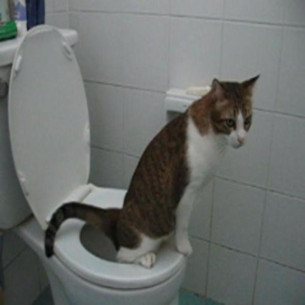 Kitty Cat Toilet Training Kit