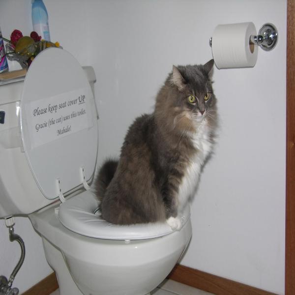 Kitty Cat Toilet Training Kit