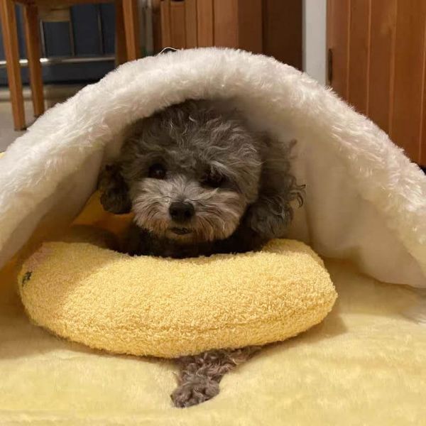 子犬用鎮静枕