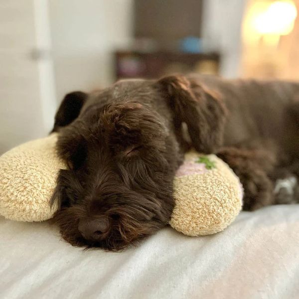 子犬用鎮静枕