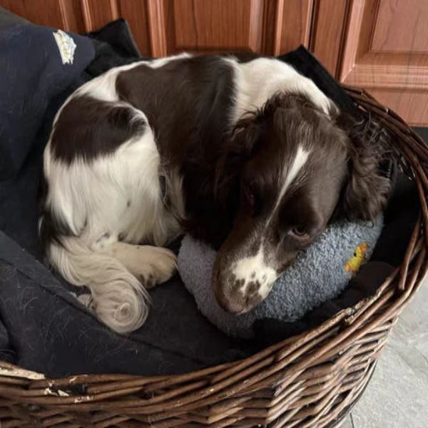 子犬用鎮静枕