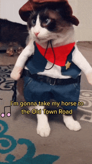 カウボーイ&海賊猫犬ハロウィンコスチューム