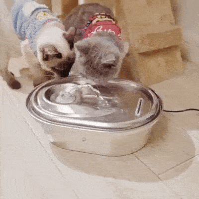 OANDO Stainless Steel Cat Water Fountain