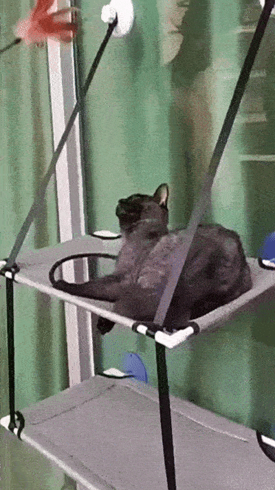 Cat Hammock Window
