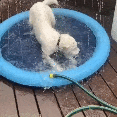 Dog Splash Sprinkler Pool (2. Generation)