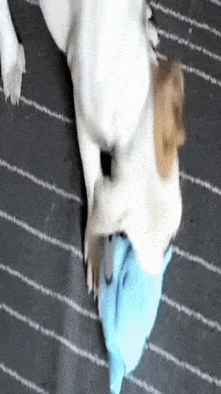 Hüpfendes Monster-Hundespielzeug