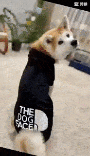 The Dog Face⢠Winter Dog Hoodie