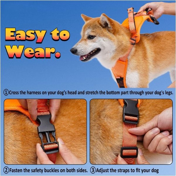 Hundeleinengeschirr mit Bungee-Cord