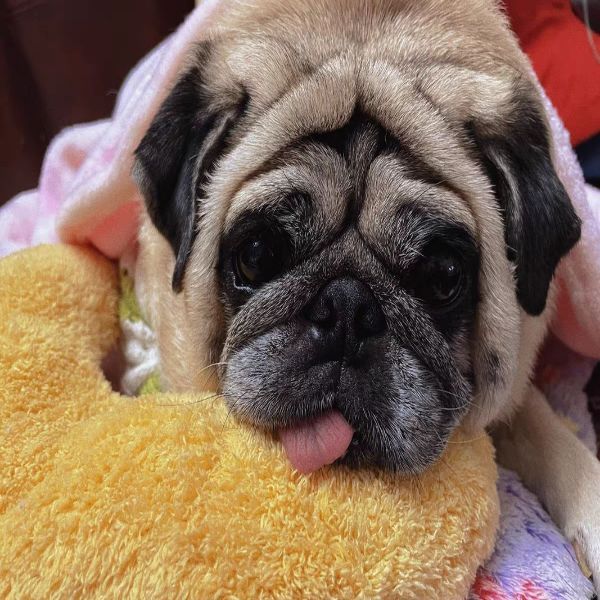 子犬用鎮静枕