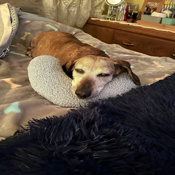 子犬用鎮静枕