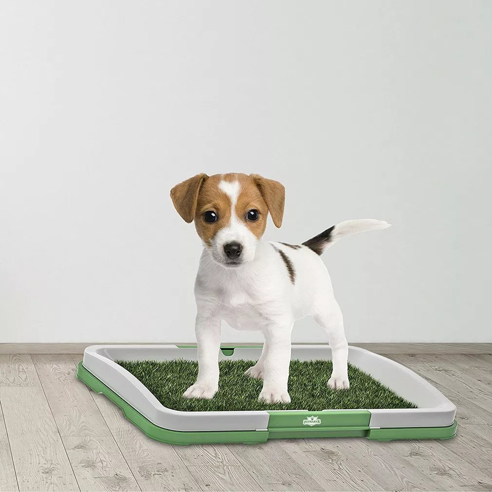 Rasengras für das Töpfchentraining von Hunden