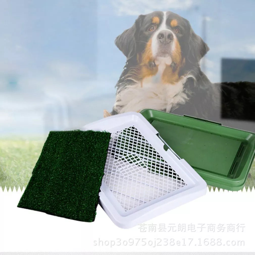 Rasengras für das Töpfchentraining von Hunden