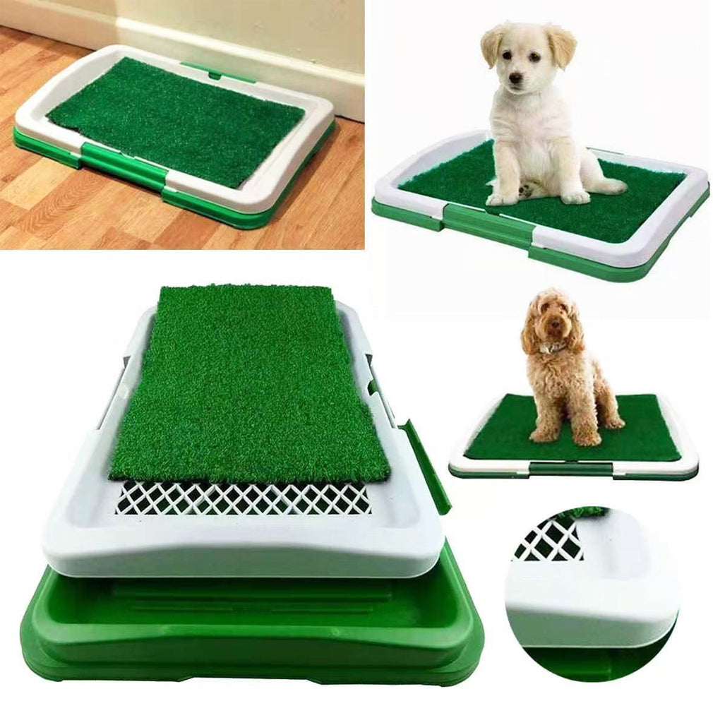 Rasengras für das Töpfchentraining von Hunden