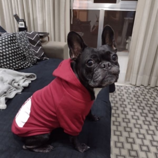 The Dog Face™ Winter-Hoodie für Hunde
