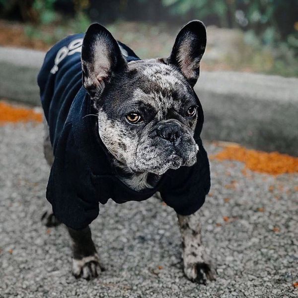 The Dog Face™ Winter-Hoodie für Hunde