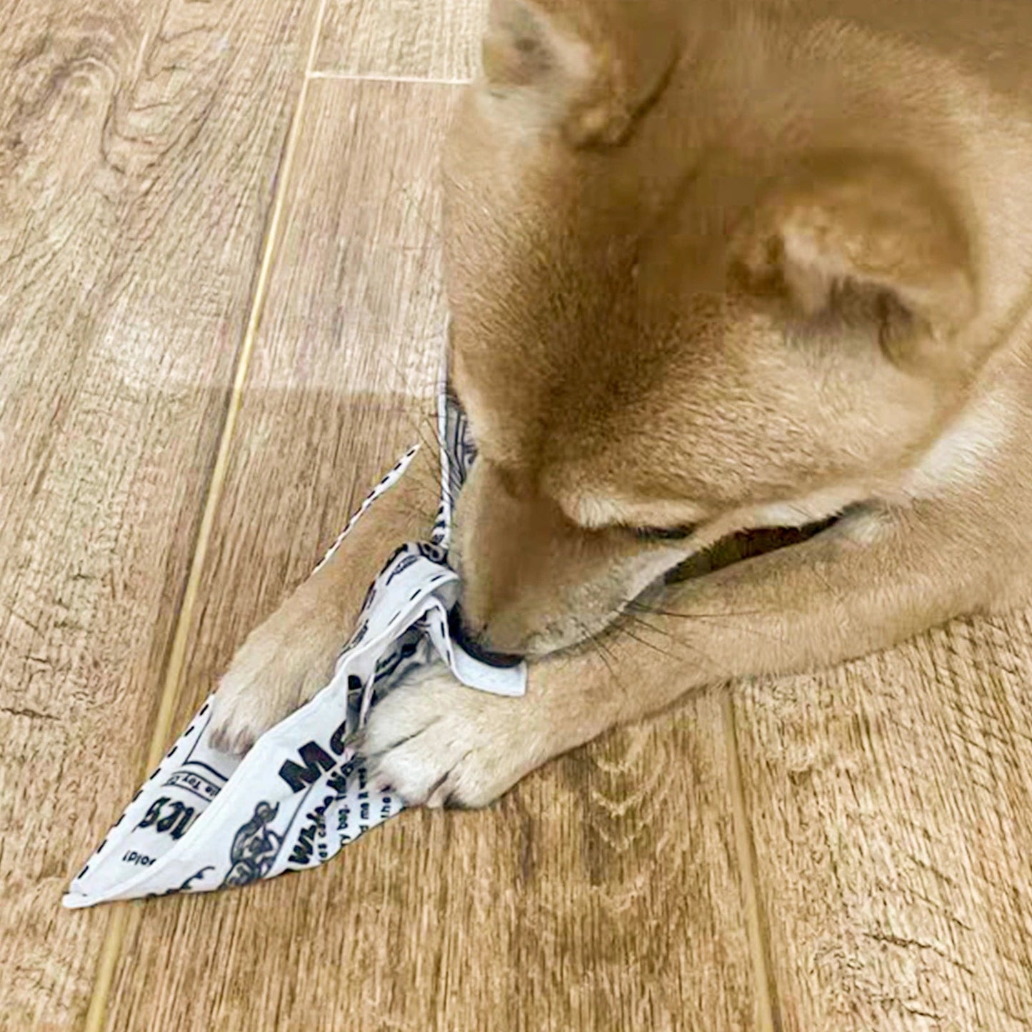 Quietschendes interaktives Zeitungs-Hundespielzeug
