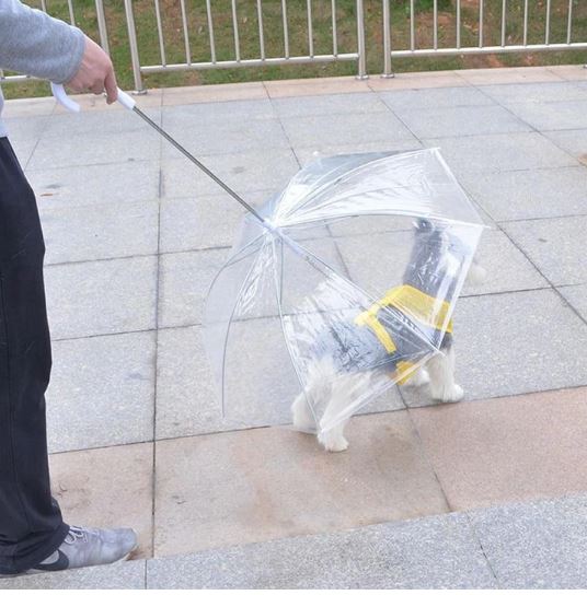 Transparenter Hundeschirm