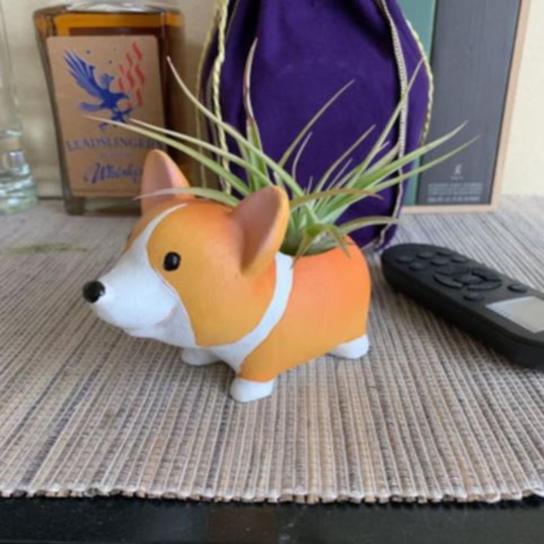 Corgi Sukkulenten Übertopf