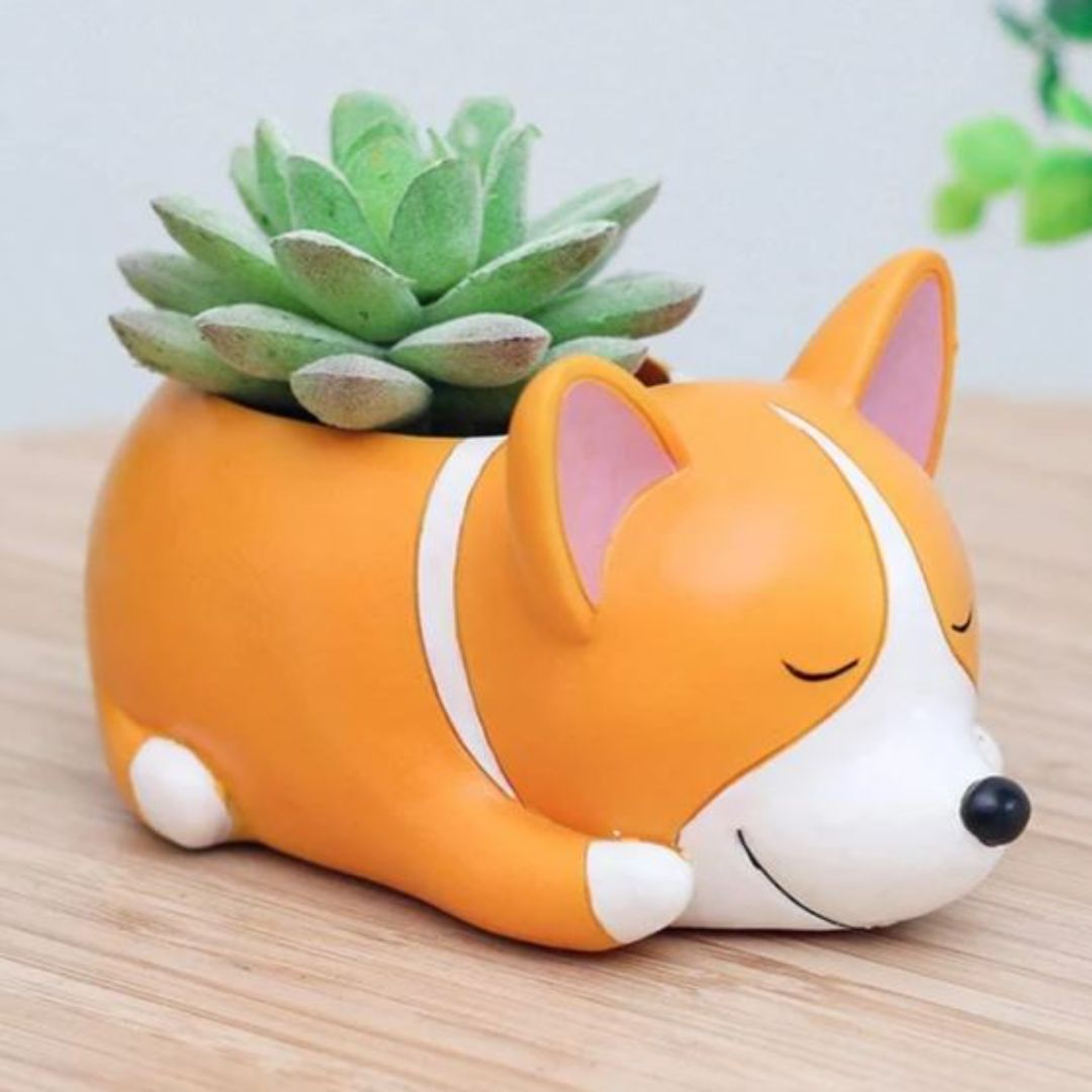 Corgi Sukkulenten Übertopf