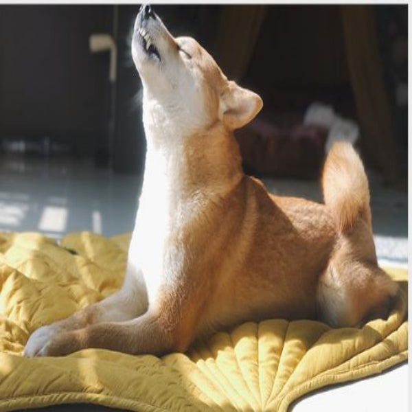 葉っぱの形をした犬用ブランケット