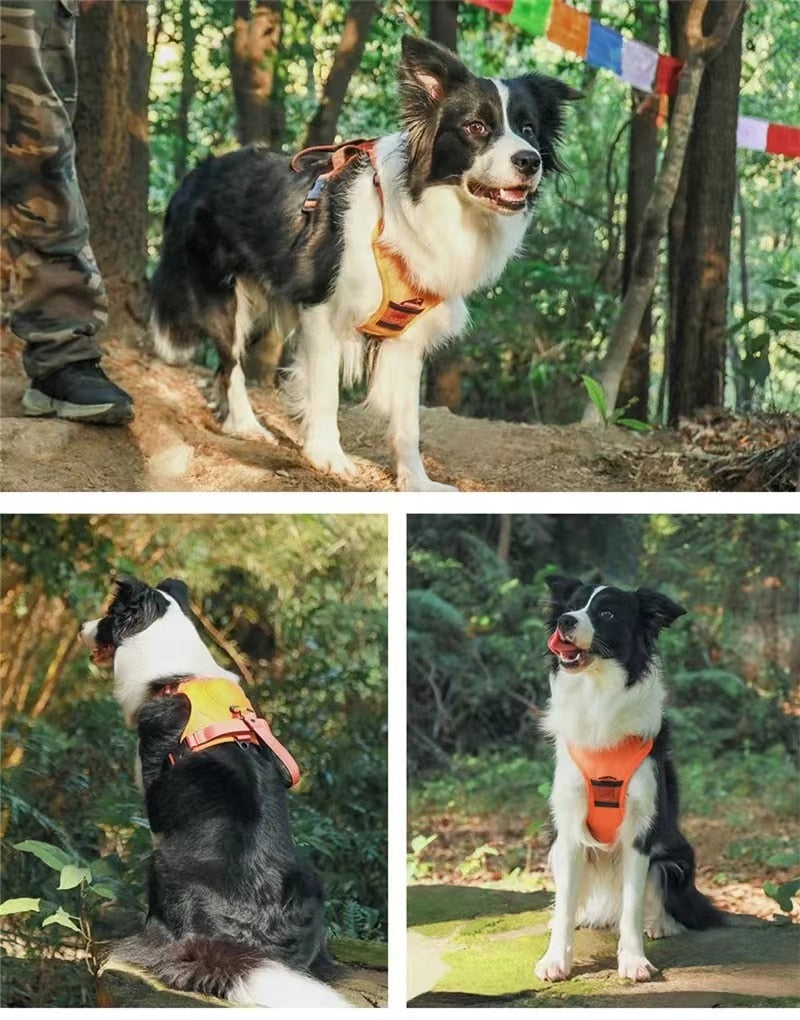 Hundegeschirr &amp; Halsband