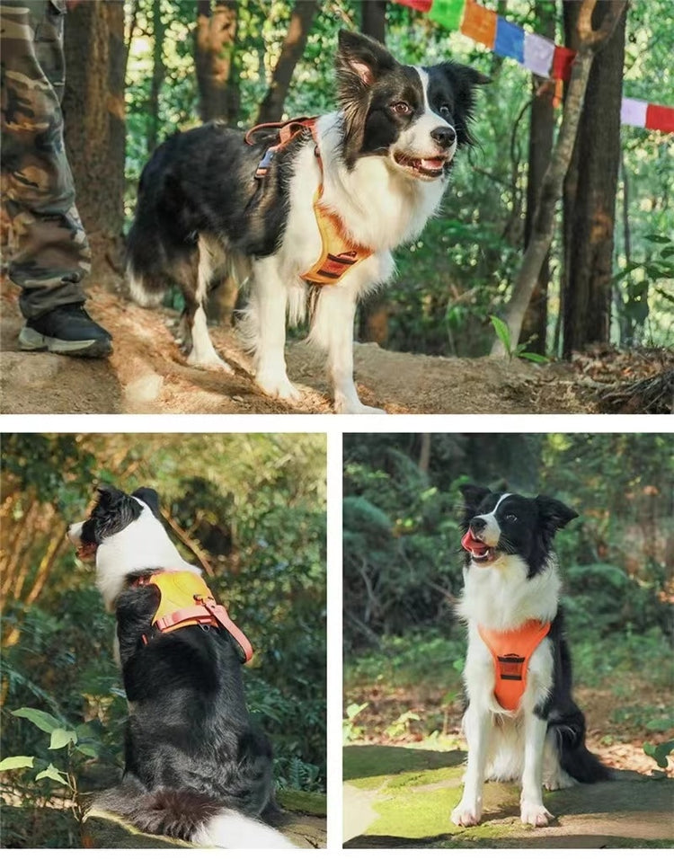 犬用ハーネスと首輪