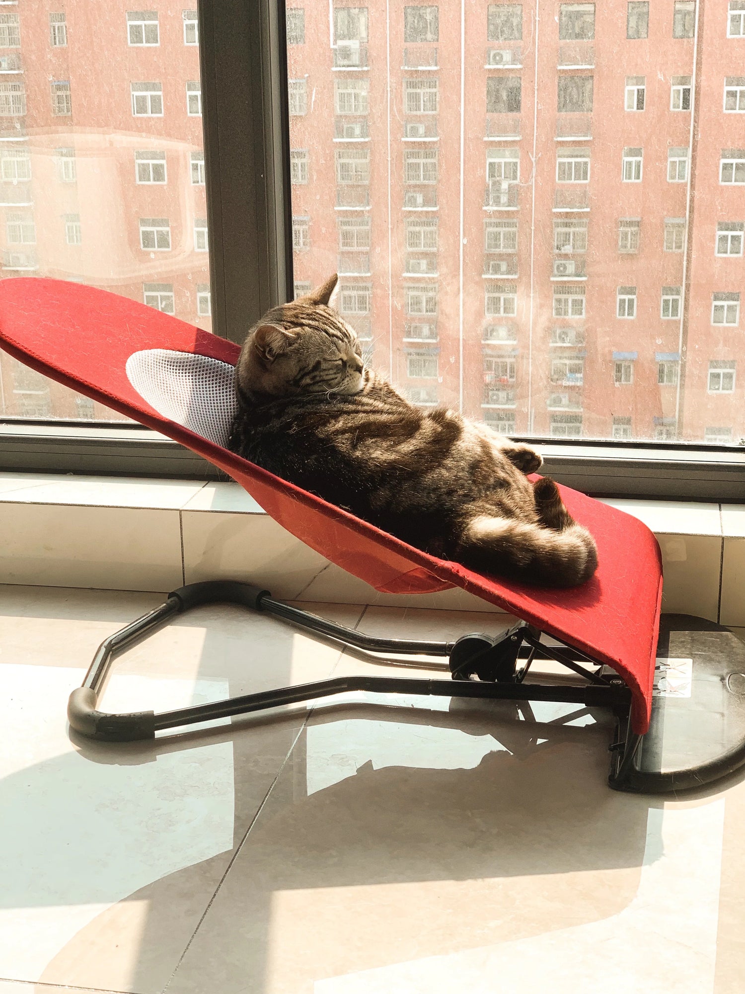 Puggy Dog Rocking Bed – Barkermeow