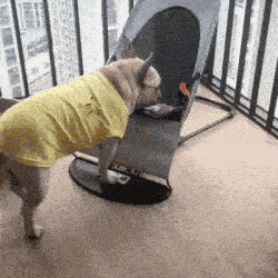 Puggy Dog Rocking Bed – Barkermeow