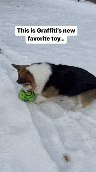 Best-furry-friend-forever GIFs - Get the best GIF on GIPHY
