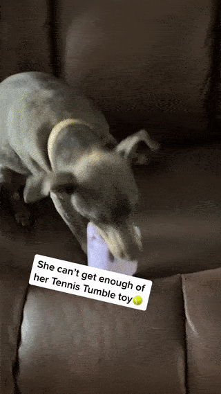 Tennis Tumble Puzzle Dog Toy – Barkermeow