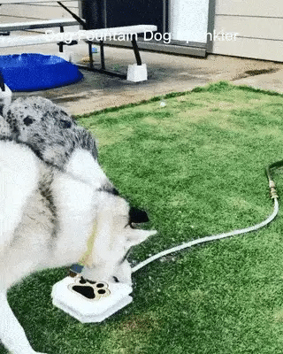 Automatischer Wasserbrunnenspender für Hundepfoten
