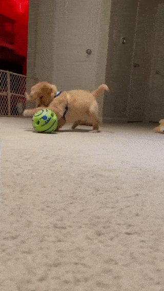 2023 Wobble Gag Giggle Ball Dog Toy – Barkermeow