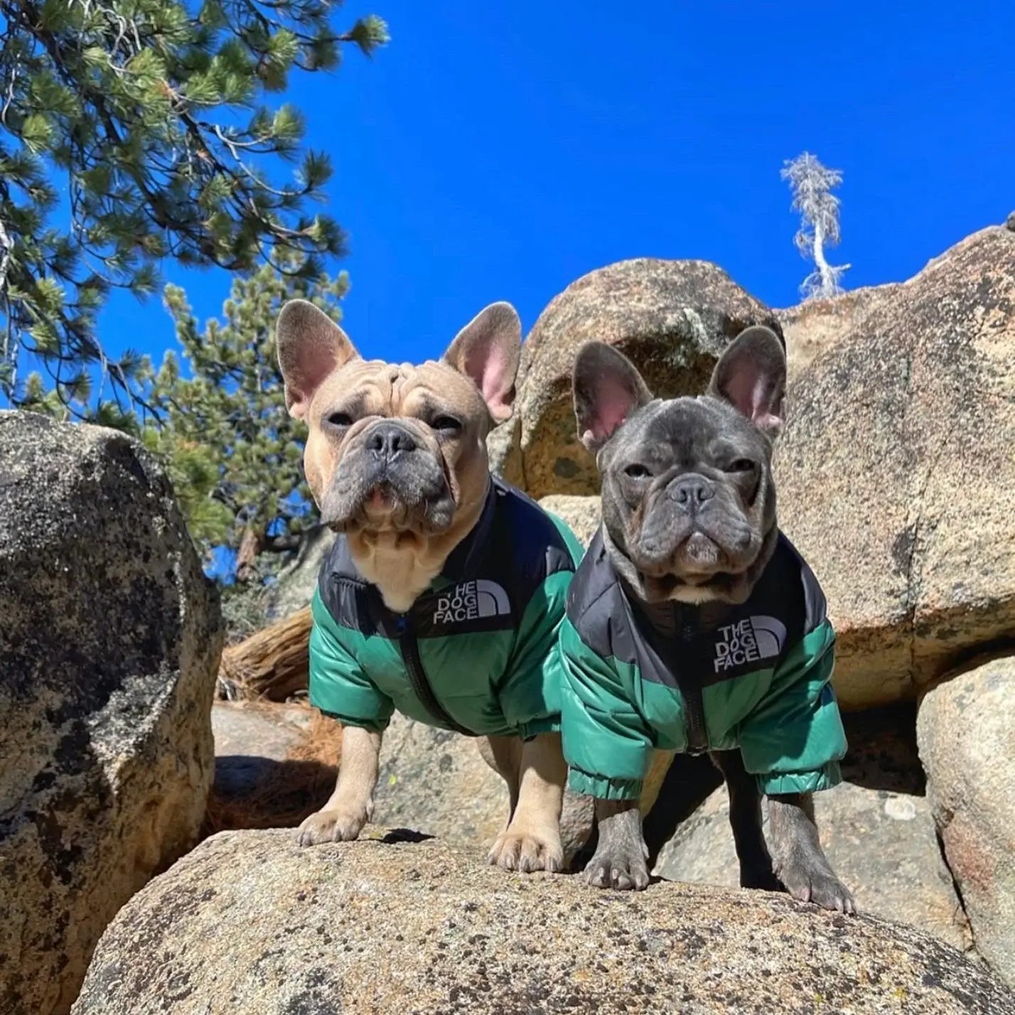 Dog 2025 face jacket