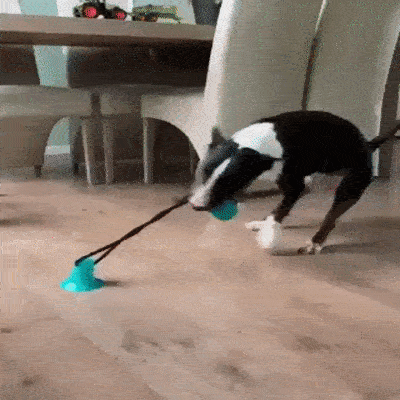 犬用噛みつきタグおもちゃ