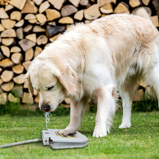 Automatischer Wasserbrunnenspender für Hundepfoten