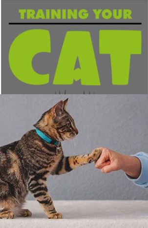 Training Ihrer Katze 