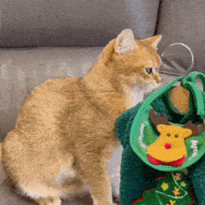 面白いクリスマス猫のコスチューム